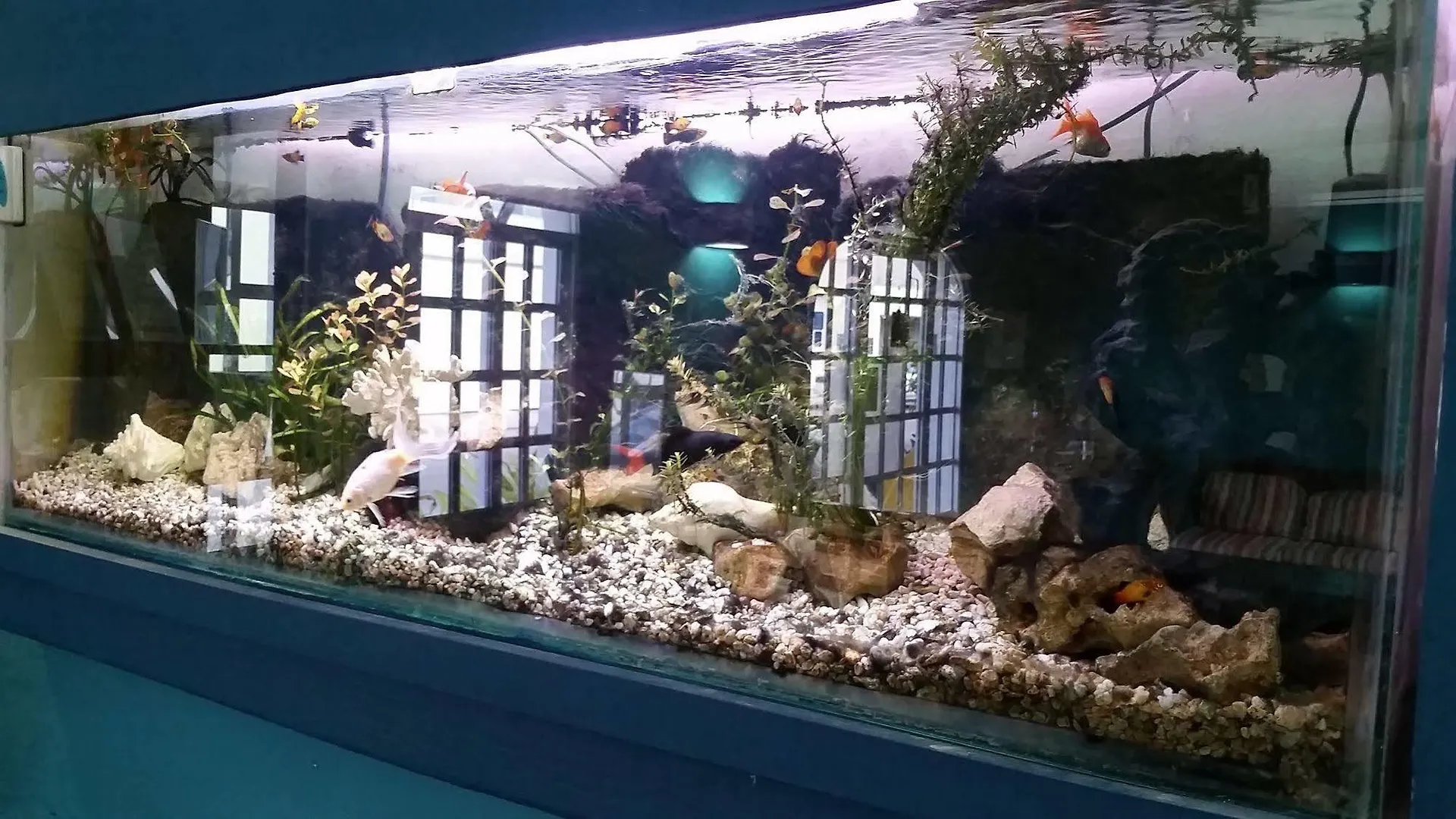 El Acuario Hotel Playa del Carmen